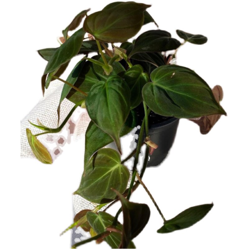 浇浇植物云母蔓绿绒丝绒心形叶片网红室内n爬藤热带观叶室内盆栽