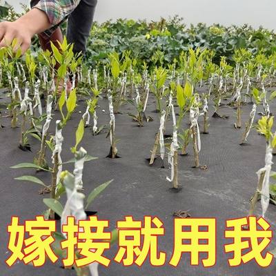 推荐嫁接膜专用膜PE无需打结薄膜自粘式园林果树嫁接胶带包扎带缠