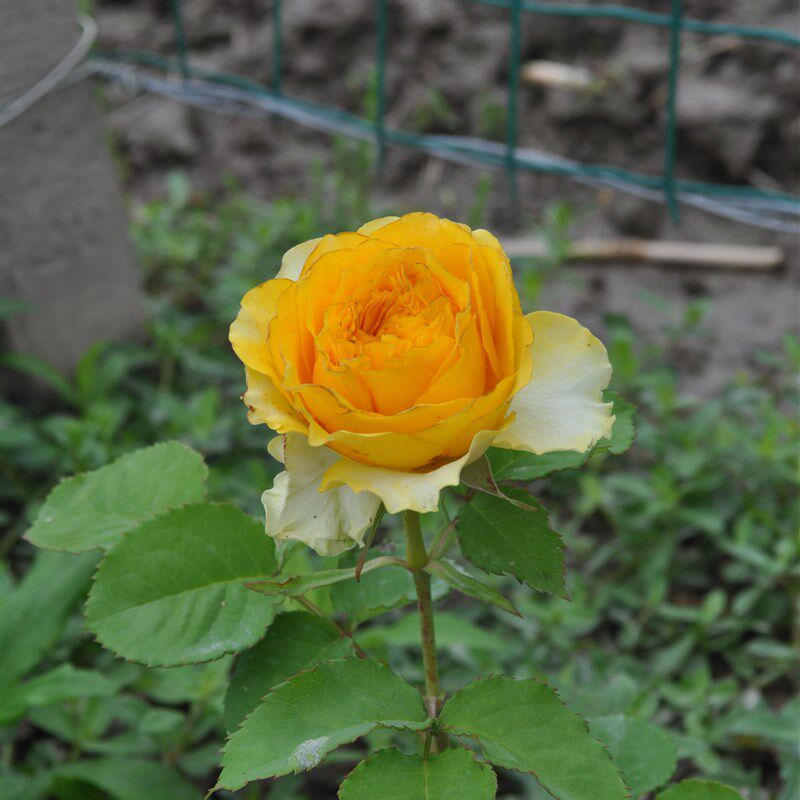 p18盆栽中大苗贝壳月季花微型多头四季开花阳台盆栽花大苗