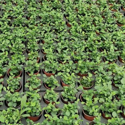 宝莲灯花苗盆栽花卉绿植花苗四季阳台室内外名贵植物