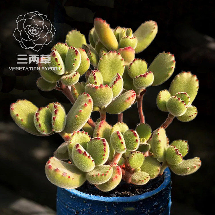 【一物一拍】熊童子 绿熊熊树群生多头老桩多w肉植物萌肉肉