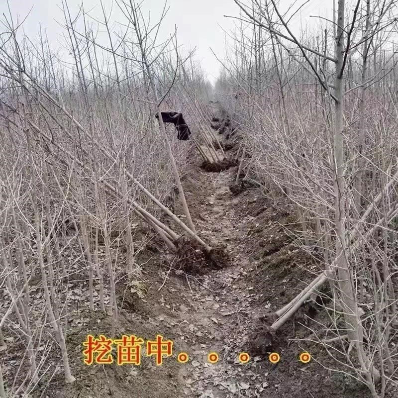 新疆银杏树苗白果树苗占地拆迁苗庭院绿化植物大树树绿化苗木