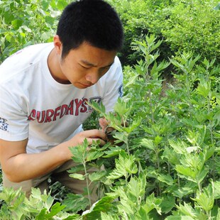 2.6cm每包6只79元 神灸堂大艾条