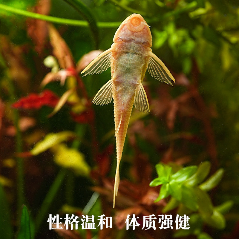 速发清道夫鱼缸清洁工鱼观赏热带淡水冷水专吃屎垃圾粪便清理藻类