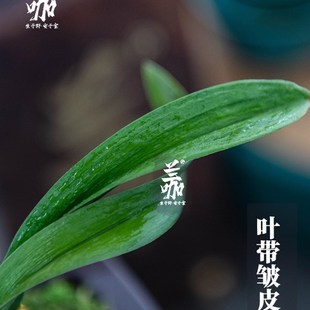 兰咖袖 珍兰花草珍珠龙皱皮蛤蟆艺矮种兰花茶桌兰送礼精品绿植花卉
