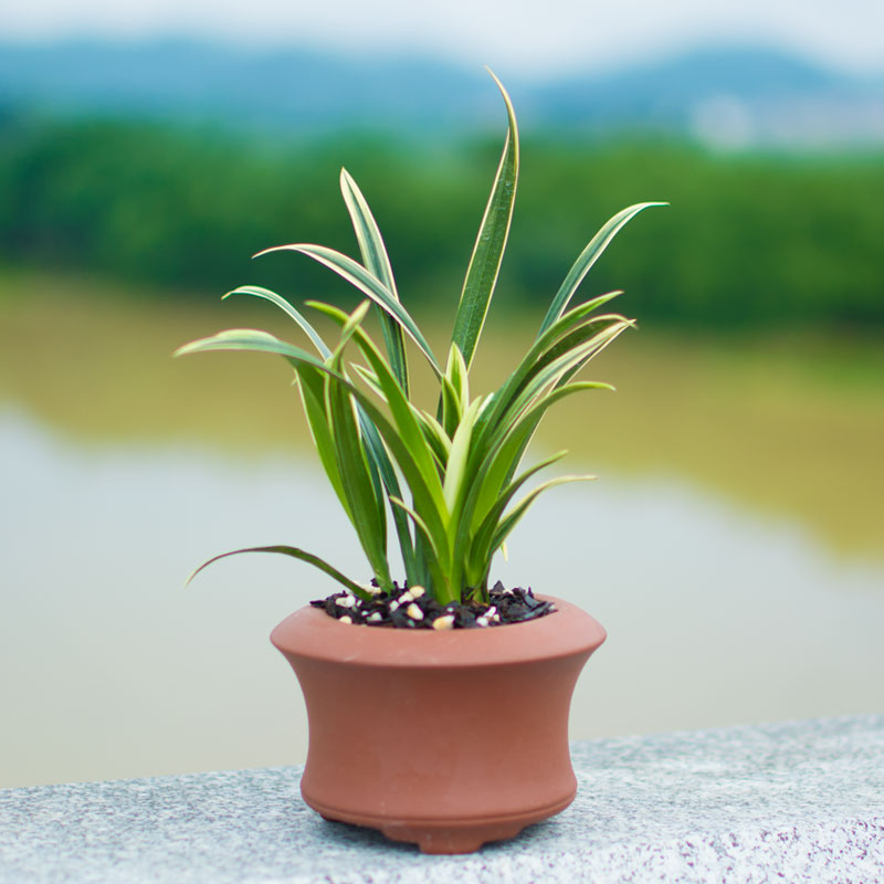 兰花矮种盆栽植物名贵品兰种草z花花卉神童冠金边苞花苗带花兰盆 鲜花速递/花卉仿真/绿植园艺 时令草本花卉 原图主图