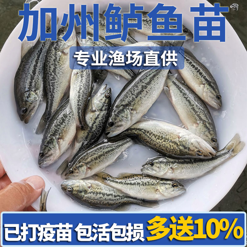 新品加州鲈鱼苗淡水养殖食用鲈鱼苗鱼塘养殖大口黑鲈路.亚凶猛观