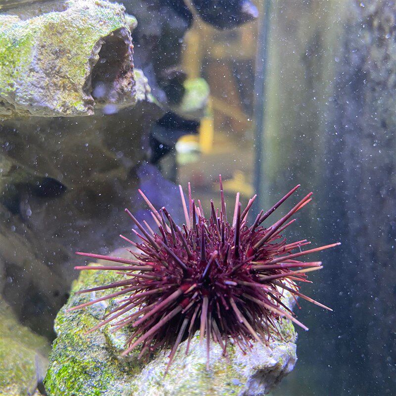 热销中海胆海缸生物海清宠景海洋生物观赏鱼除藻胆洁活物造景生态