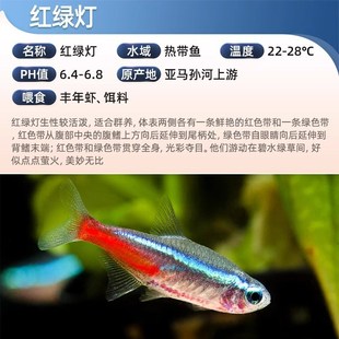 红绿灯宝莲灯霓虹灯淡水草缸小型热带观赏灯科鱼霓虹红莲灯鱼混养