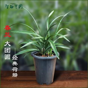 浓香细叶矮花带兰花兰草国兰名贵花卉植物 荷瓣春兰大团圆形l株苞