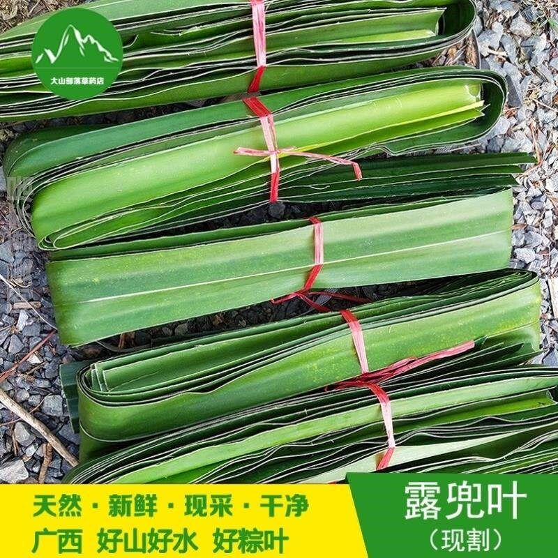 叶山叶菠萝树叶菠萝叶野菠萝叶假刺勒古露兜勒s叶去新鲜露兜粽子