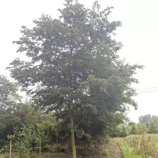 朴树树苗大树园林绿化工程苗木行道道路风景树丛生朴树成都发货
