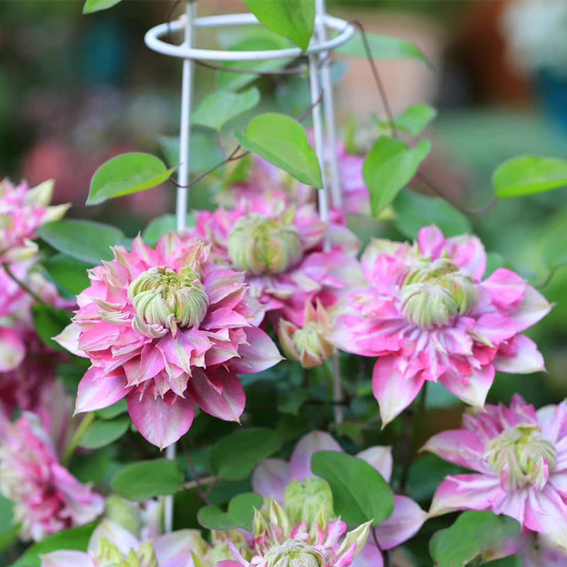宽瓣皇帝铁线莲盆栽庭院喷泉丰花爬藤花卉阳台花卉绿植大花多季