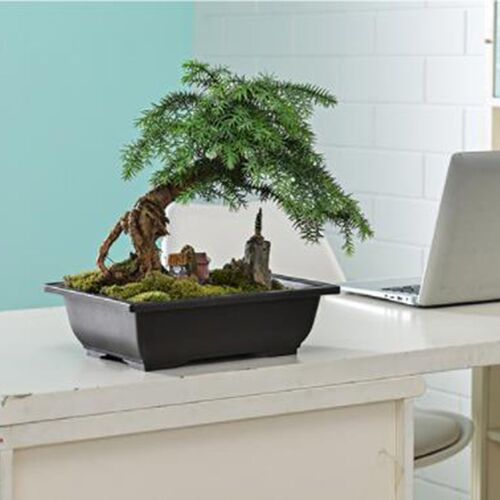 Flower Pots Bonsai-Basin Rectangle-Vase Garden-Planters Succ