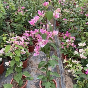 漳红樱三角梅大苗老庄高飘四季开花勤花好养适合阳台庭院屋顶爬藤