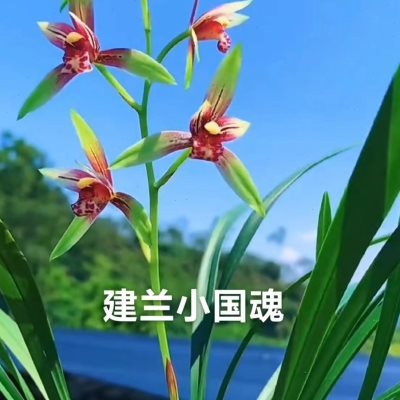 热销兰花四季兰  建兰红花色花  市长红 红娘 小国魂 半江红