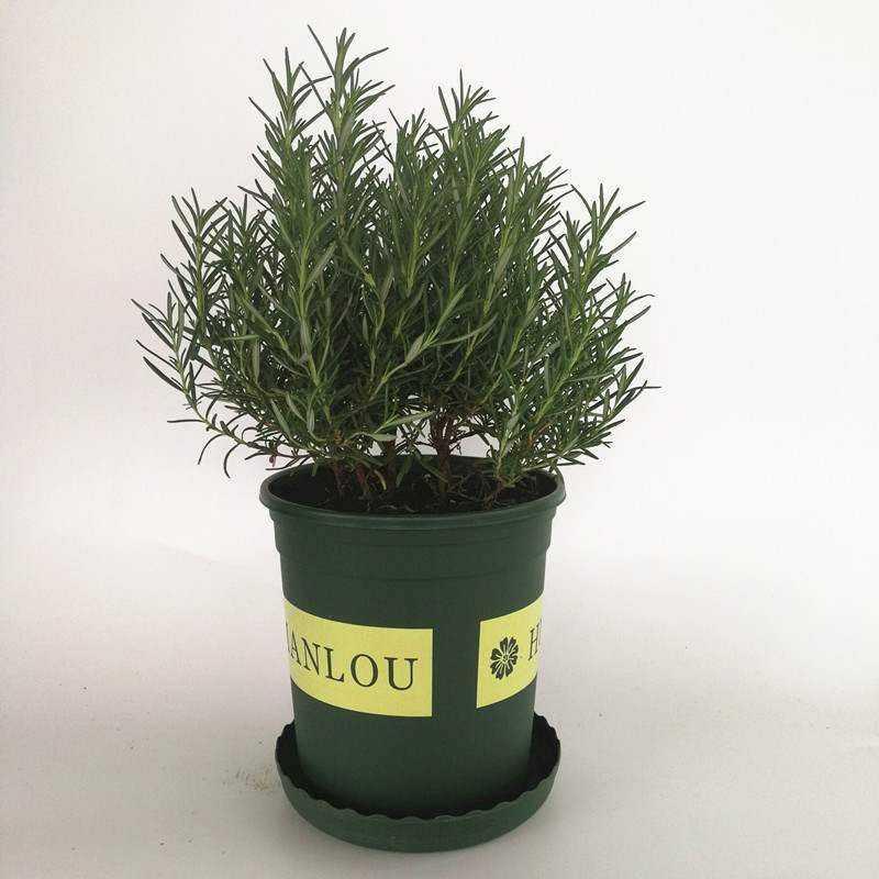 推荐Rosemary potted plants edible insect repellent herb plan