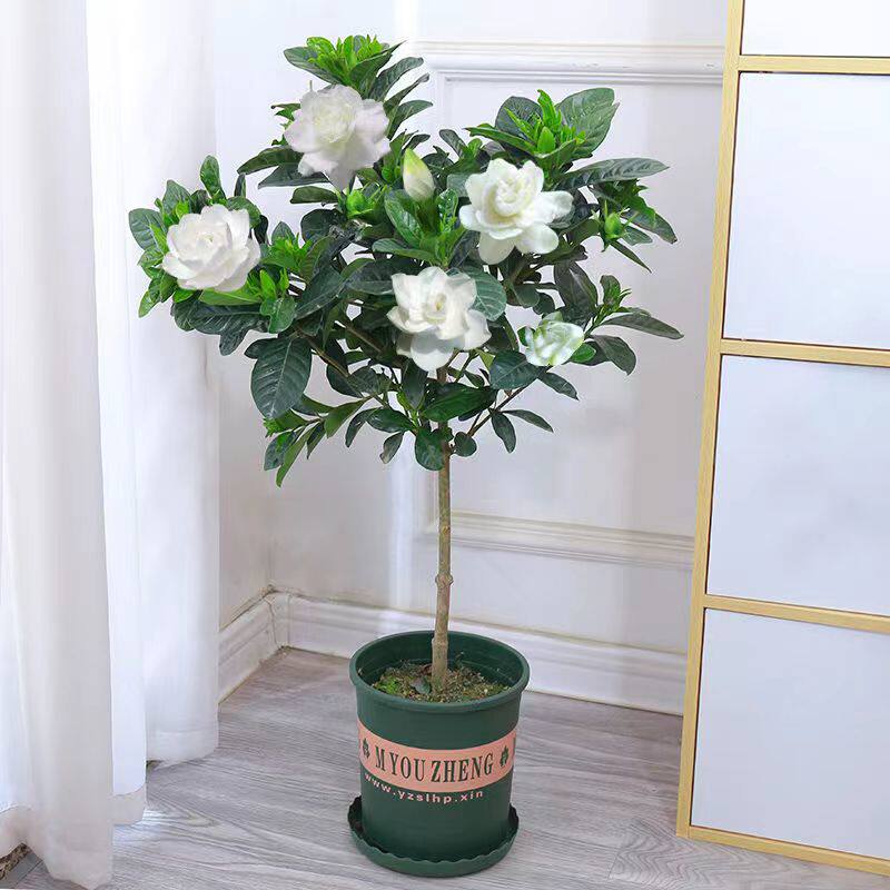 独杆栀子花盆栽四季开花室内花卉B绿植带花苞浓香大叶牡丹栀子花