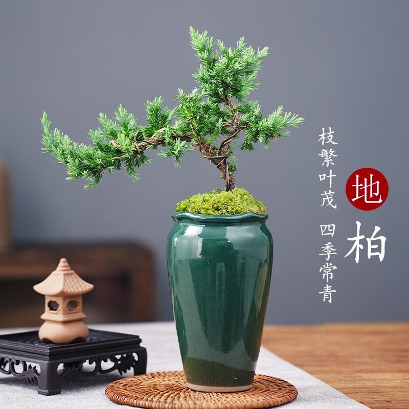 松柏盆栽悬崖飘枝迎客松造型地柏办公桌面微景观小盆景新中式绿植