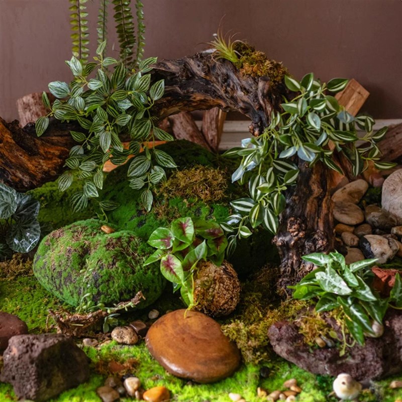 仿真自然假绿植带根雨林缸爬宠箱景观装饰橱窗植物带底座真实造景