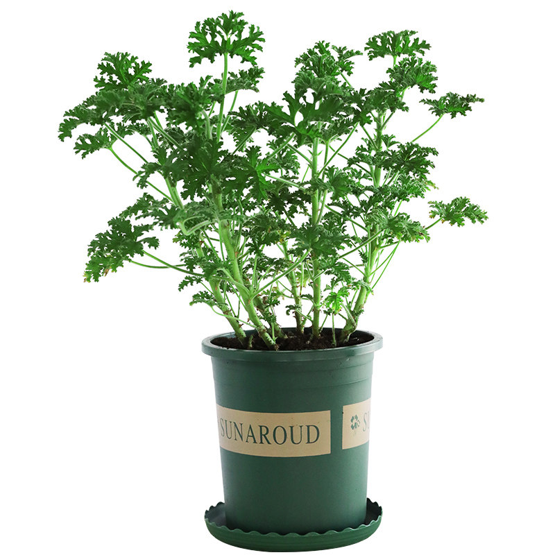 驱蚊草盆栽薰蚊草清香木天竺葵庭院绿植孕妇儿童防虫驱蚊香草植物