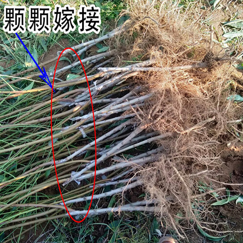 嫁接鹰嘴桃树果苗特大脆甜桃子树苗南方北方种植苗盆栽地栽桃树苗