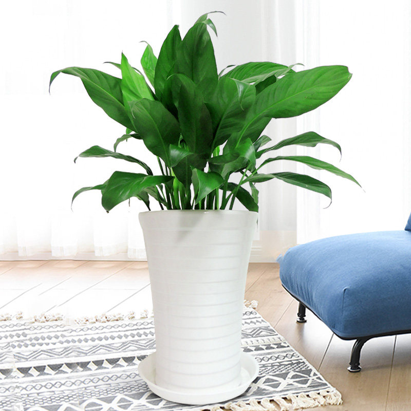 万年青中型大盆栽高档绿植物大叶室内好养喜阴吸甲醛净化空气盆景