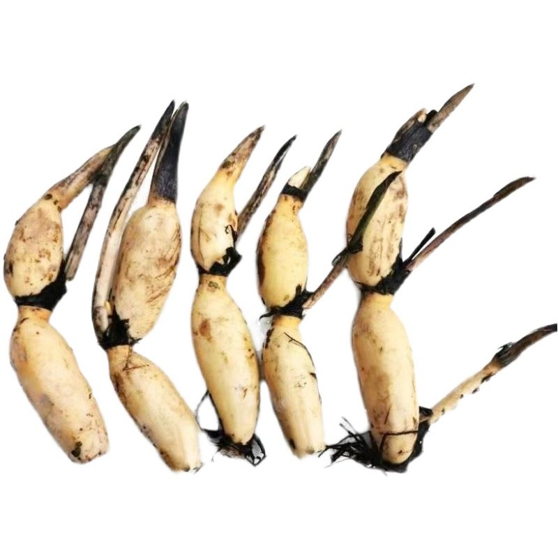 荷花藕种大型观赏荷花苗水培碗莲睡莲花卉池塘水生种根苗荷花缸养,鲜花速递/花卉仿真/绿植园艺,红掌/凤梨/温室花卉,淘宝优惠券,粉丝福利购,淘宝优惠卷