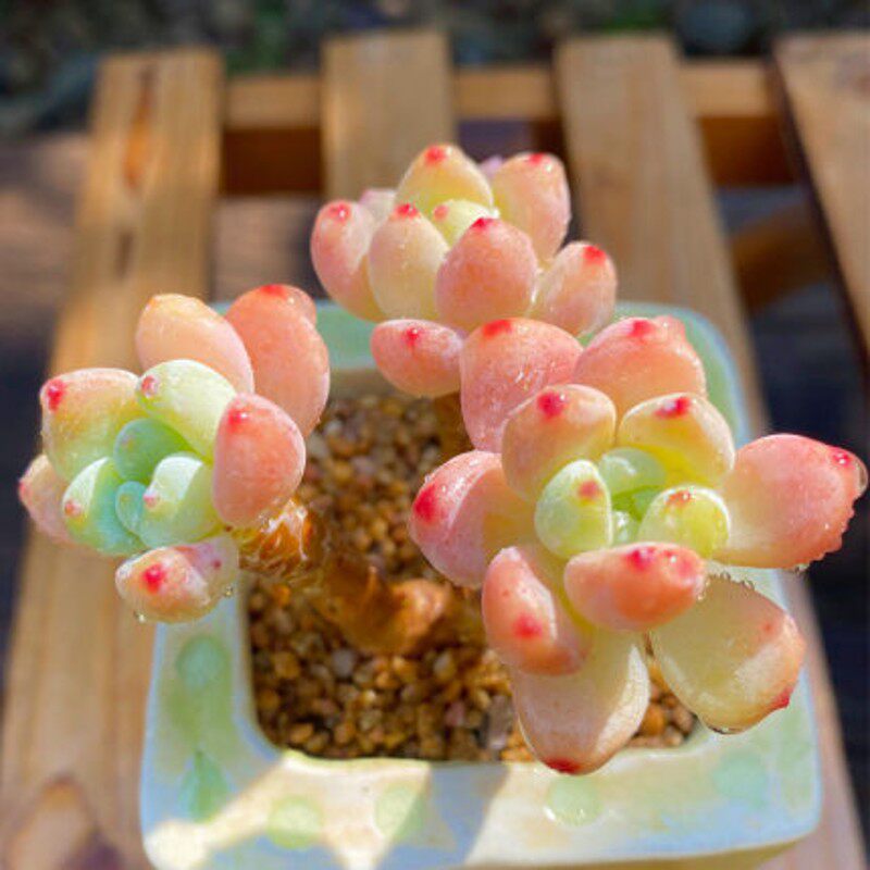 劳尔多肉植物室内阳台带香味罗琦肉肉植物高品质带杆子凝脂莲老桩