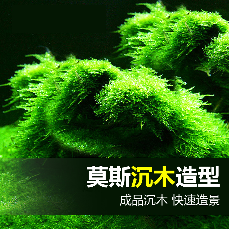 新品沉木头造景木沉木莫斯树根莫斯摩丝草K苔藓造景 鱼缸装饰水草