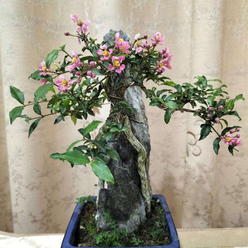 抱石老桩台湾李氏樱桃基地直发好养易活四季开花结果的盆栽盆景