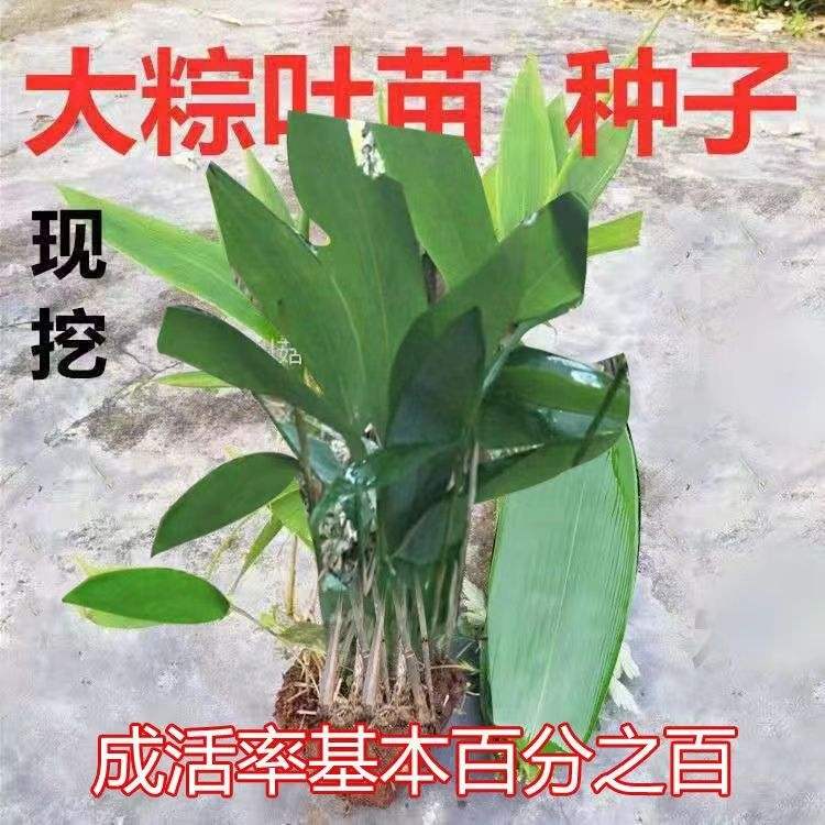 棕叶 大 粽子叶苗粽叶苗端午节包粽子大宽阔叶耐寒棕树苗四季种植图片