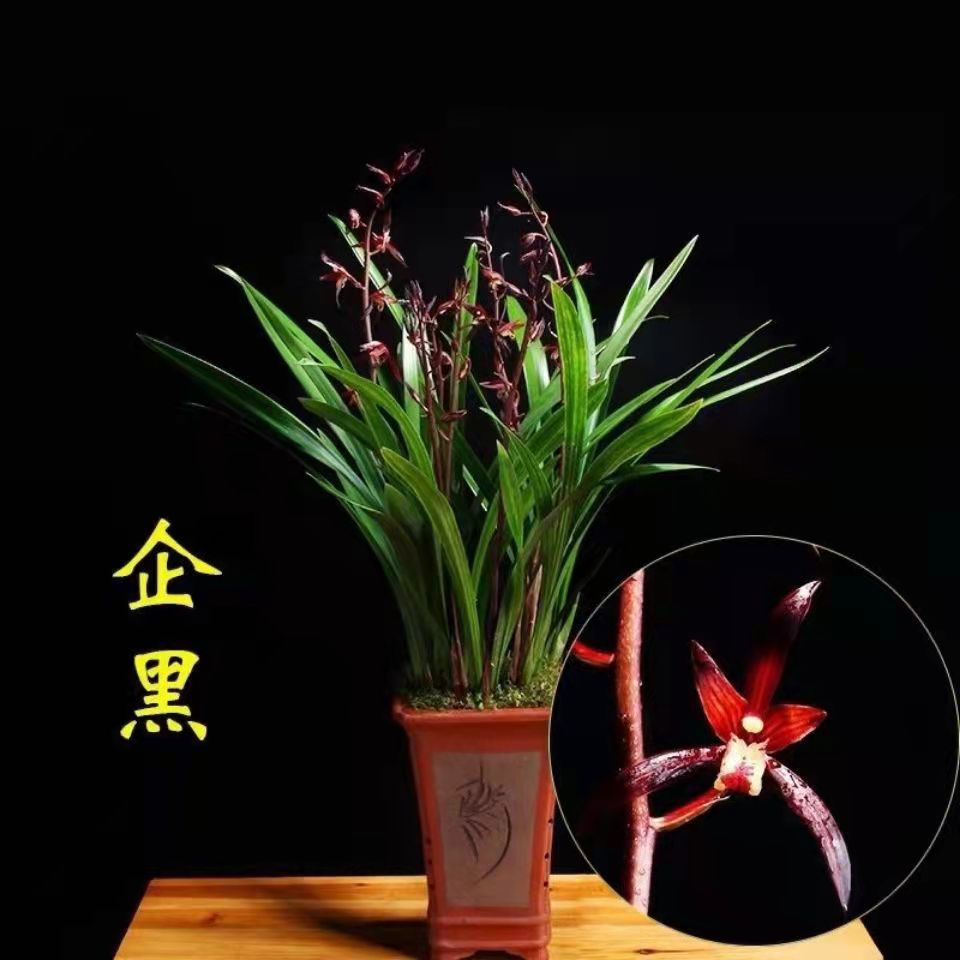 【买一送一】绿叶l墨兰【企黑】兰花盆栽浓香报岁兰(过年开花)