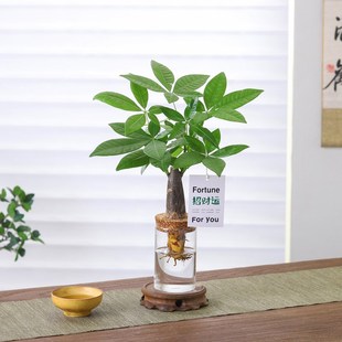 发财树盆栽客厅室内桌面好养懒人水土培植物绿萝净化空气绿植盆景