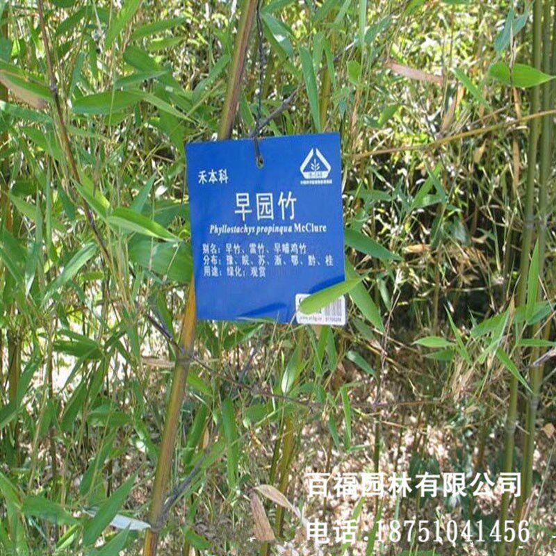跨境新款庭院绿化早园竹 适应酸性土至中性土n早园竹苗 修长刚竹