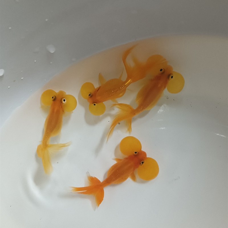 速发精品水泡金鱼五花红色黑色水泡眼金鱼鱼苗冷水观赏鱼好养锦鲤