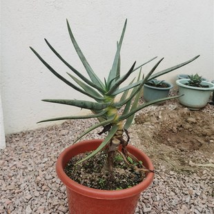 二岐芦荟 园艺芦荟F 大树多枝芦荟 新品 多浆植物 耐旱耐热自然慢