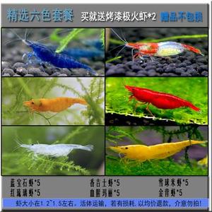 观赏虾水族淡水鲜活小虾鱼缸除藻虾螺M蟹清洁虾工具虾除藻