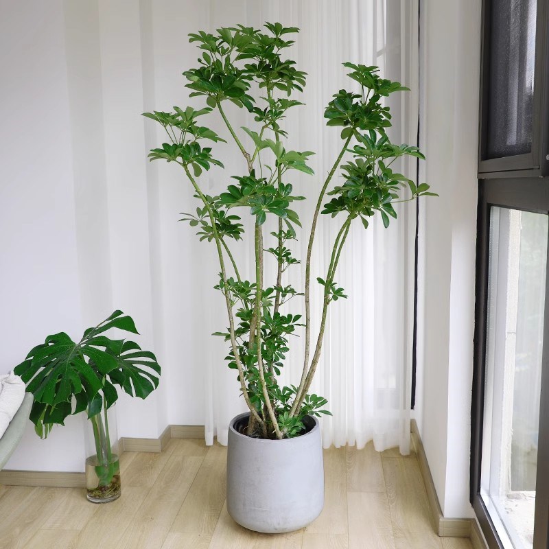 鸭脚木客厅大盆栽室内禄植造型鸭掌木八方来财落地大型旺宅绿植物