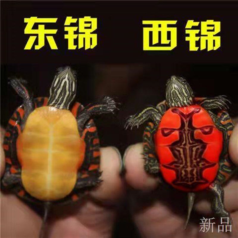 鱼缸幼龟龟西部苗锦龟锦龟深水观赏东锦龟混养龟鳖宠物东部红腹
