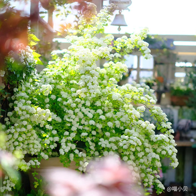 有寻植物菱叶绣线菊盆花泉金喷黄栽F园庭院屋顶多年生花卉苗灌木