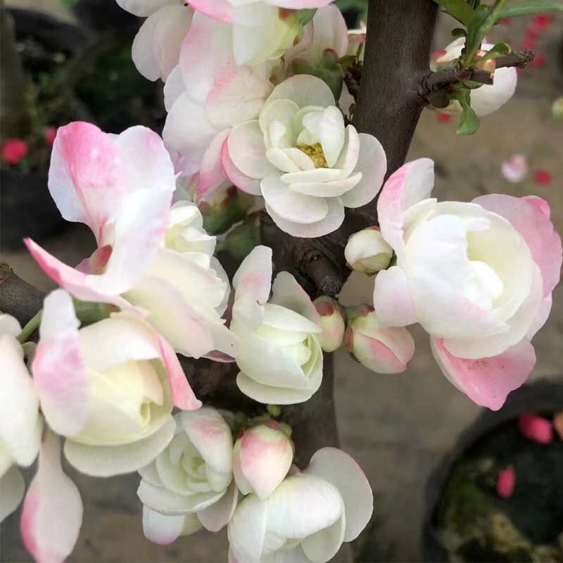 彩玉海棠盆栽树苗老桩盆景庭院阳台种植重瓣多色海棠花四季耐寒苗