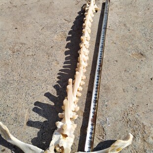 骨剑诸葛渊脊骨剑标本工艺品结实