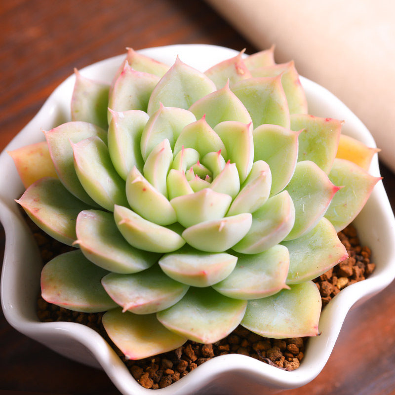 多肉植物月亮仙子莲花状肉肉阳台办公室新手花卉绿植大颗好养稀有