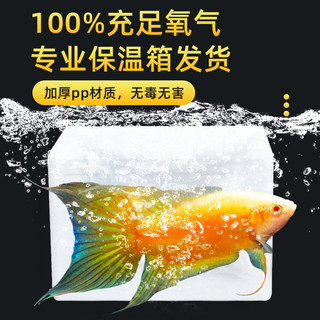 现货速发招财鱼中国黄金斗鱼活鱼免打氧冷水淡水观赏小鱼耐活群养