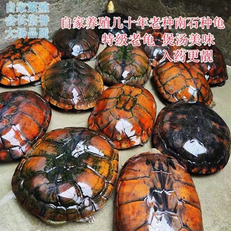 速发便宜石龟老龟外塘龟煲汤食用养殖好养杂食乌龟互动性高越南石