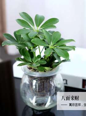 绿萝栀子花发财树常春藤文竹室内水培绿色小植物净化空气盆栽绿植