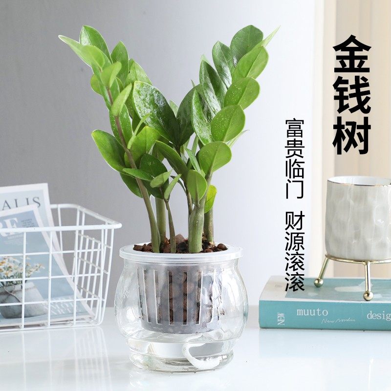 金钱树盆栽摇钱树大钱串子办公室客厅室内桌面绿植物花卉观叶好养