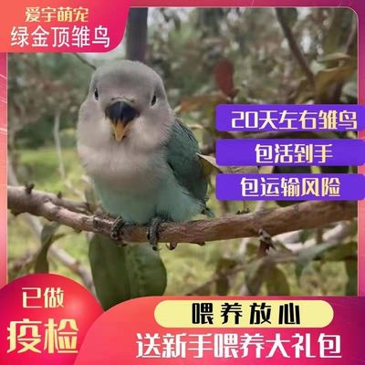 牡丹鹦鹉活鸟雏鸟黄桃绿桃紫罗兰玄凤虎皮鹦鹉手养鸟亲人上手宠物