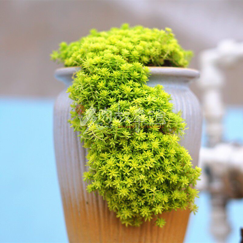 多肉植物万年草 护盆草绿植植物防辐射盆景花卉盆栽办公桌老桩